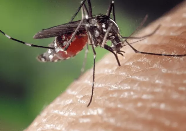 essential oils for mosquito bites