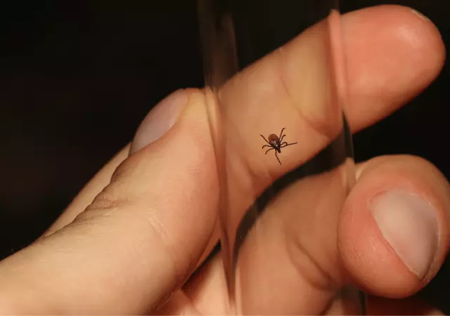 essential oils for spider bites