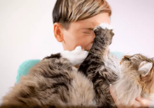 best essential oils for cat scratches